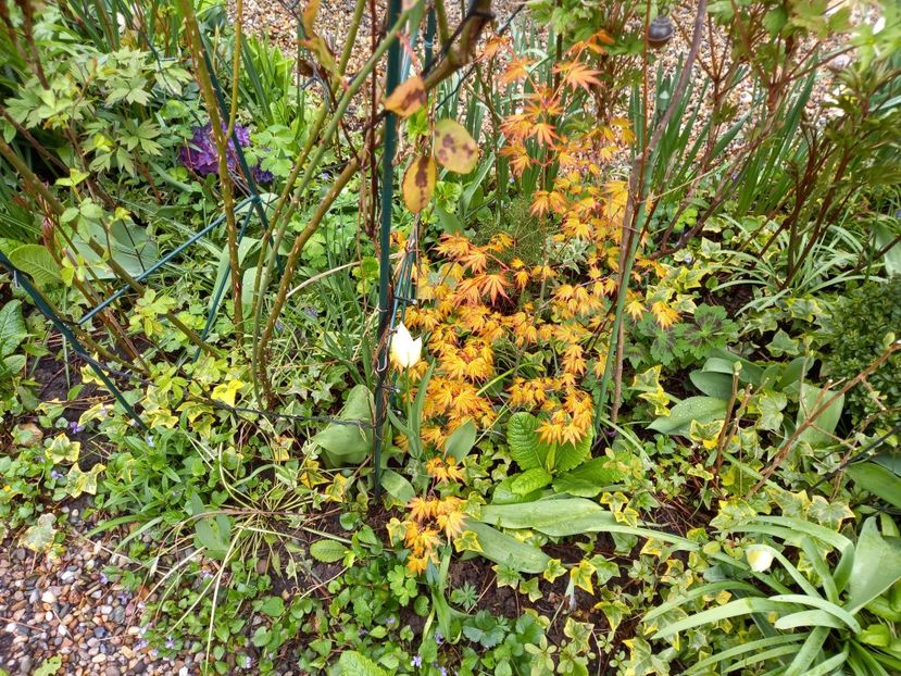  - Grădina 2021 continuare 1