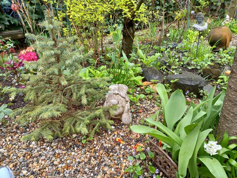  - Grădina 2021 continuare 1