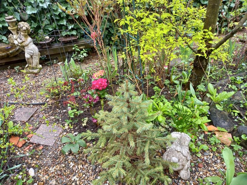  - Grădina 2021 continuare 1