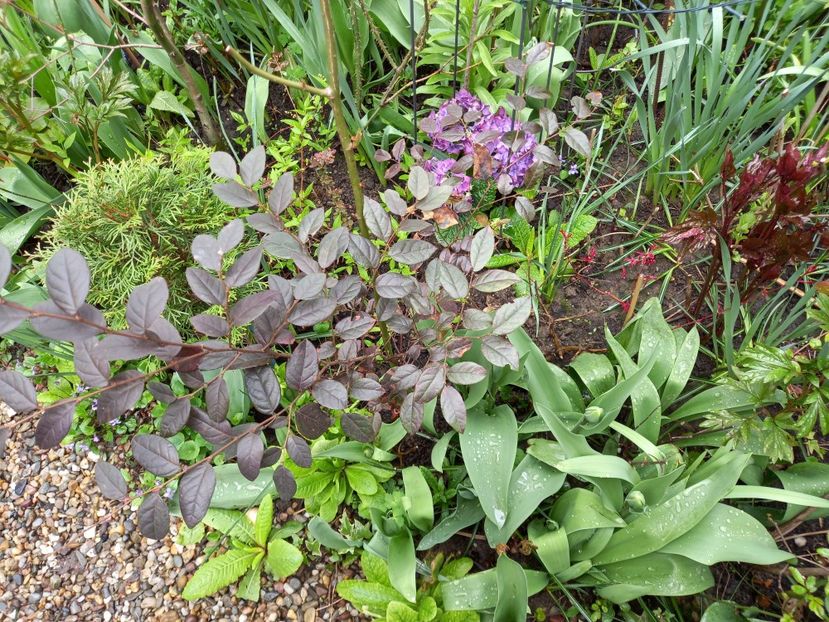  - Grădina 2021 continuare 1