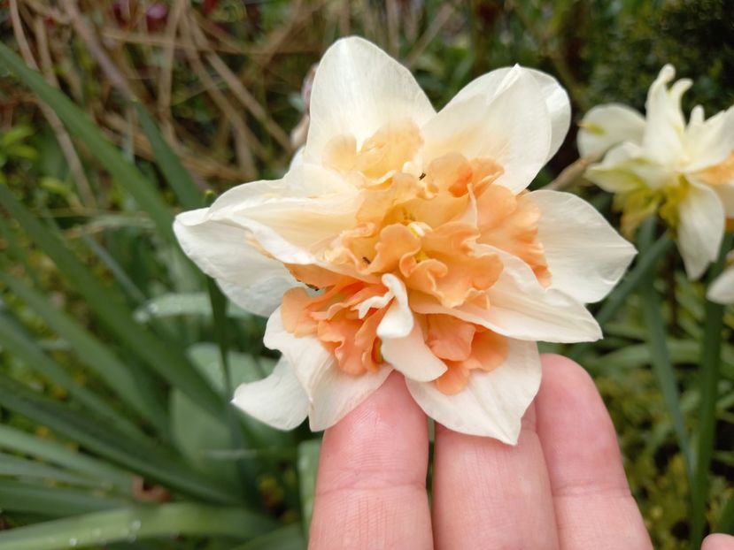  - Grădina 2021 continuare 1