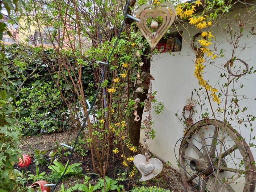  - Grădina 2021 continuare 1