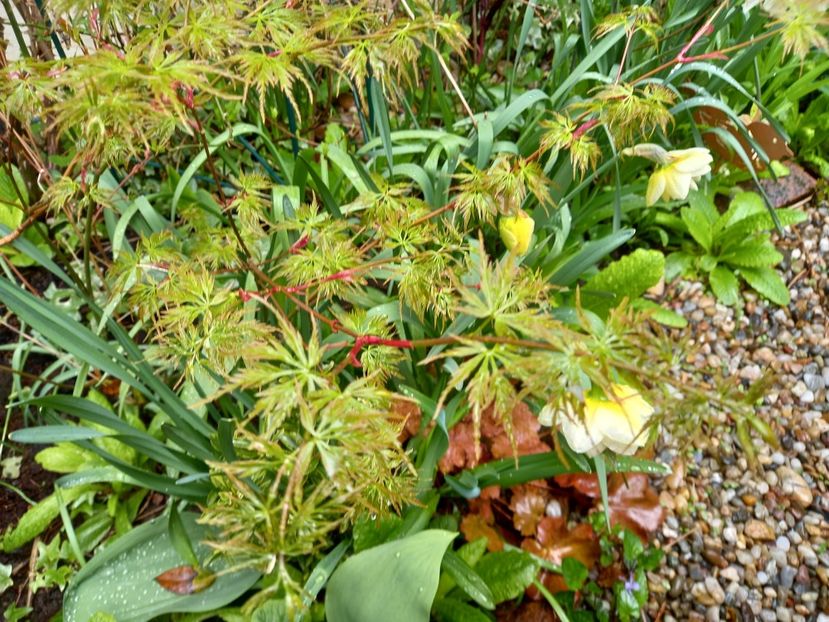  - Grădina 2021 continuare 1