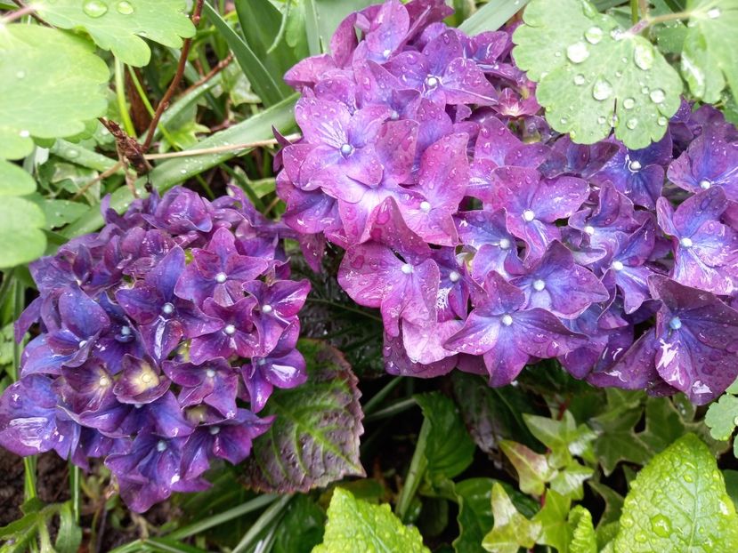  - Grădina 2021 continuare 1