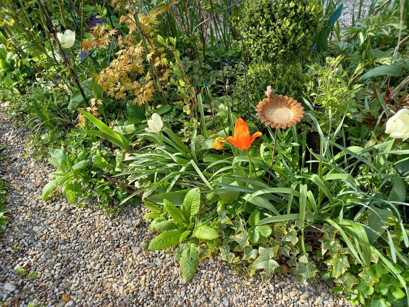  - Grădina 2021 continuare 1