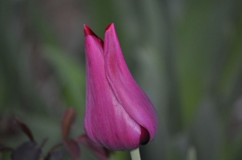 _DSC0192 - PRIMAVARA 2021