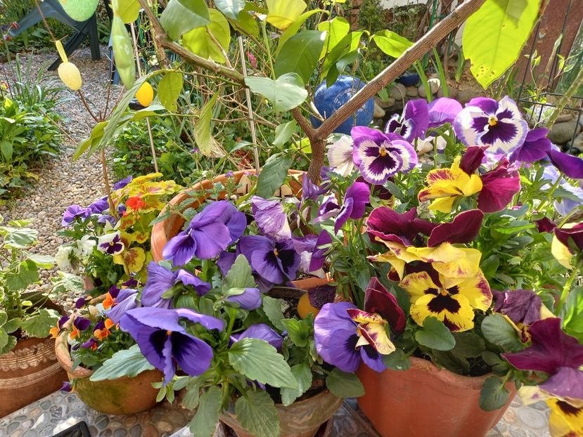  - Grădina 2021 continuare 1