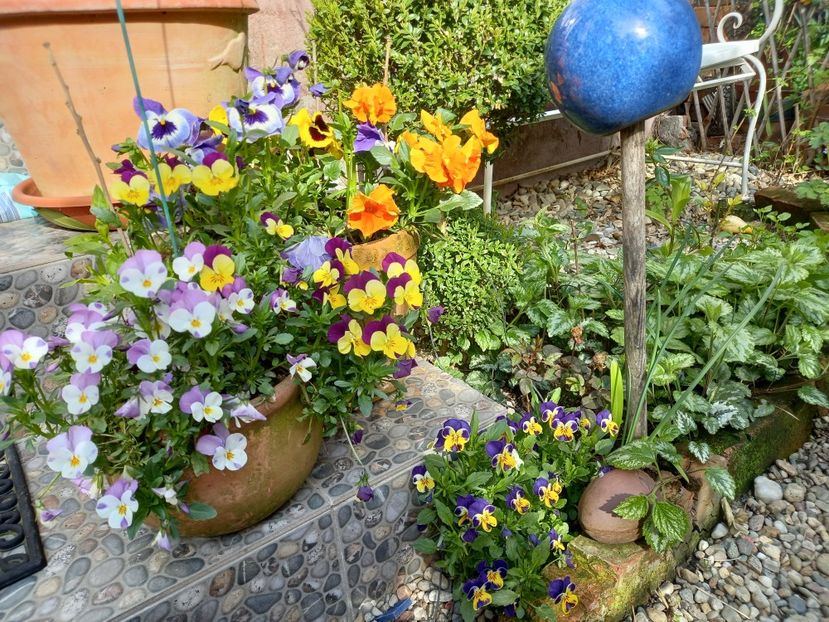  - Grădina 2021 continuare 1