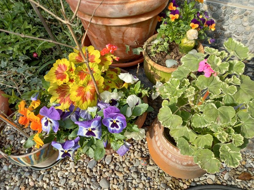  - Grădina 2021 continuare 1