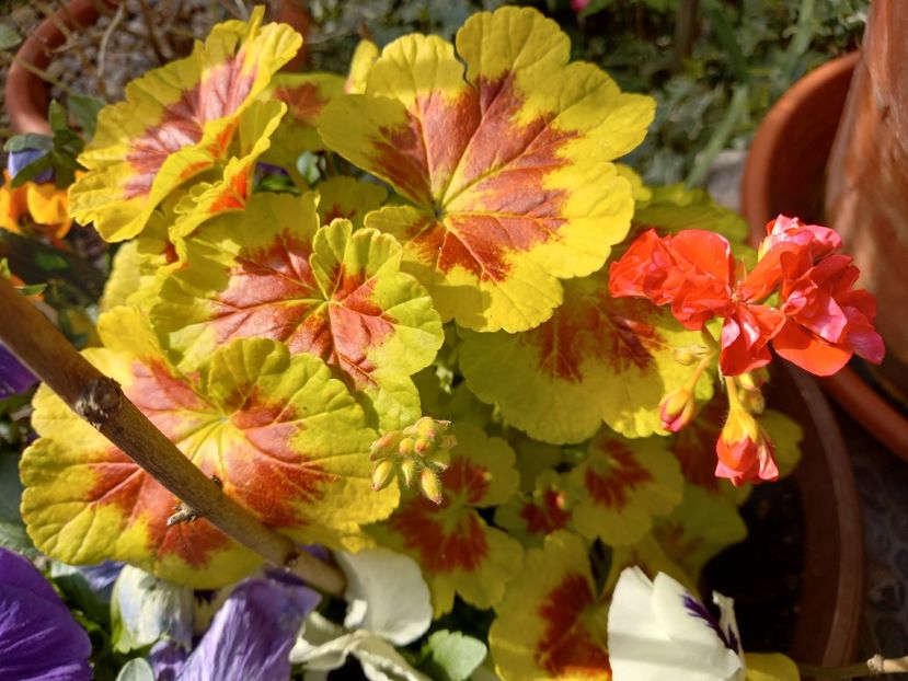  - Grădina 2021 continuare 1