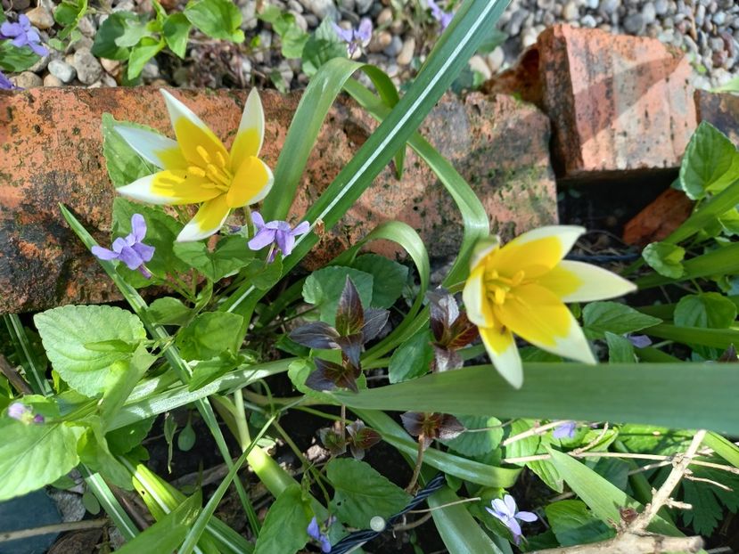  - Grădina 2021 continuare 1