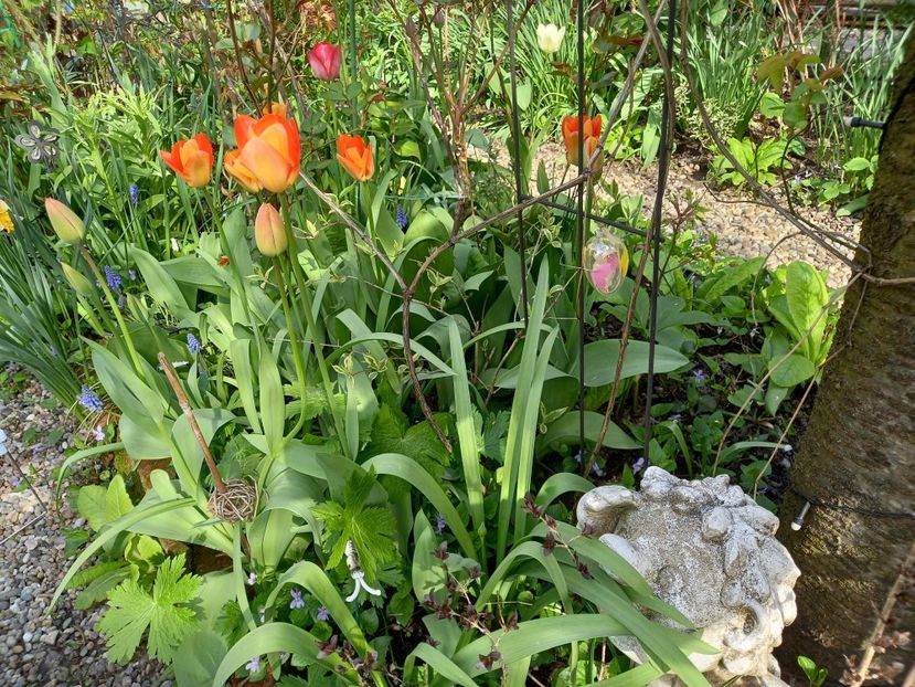  - Grădina 2021 continuare 1