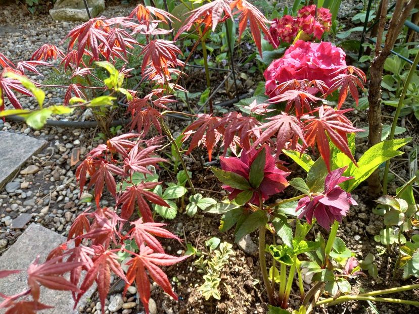  - Grădina 2021 continuare 1