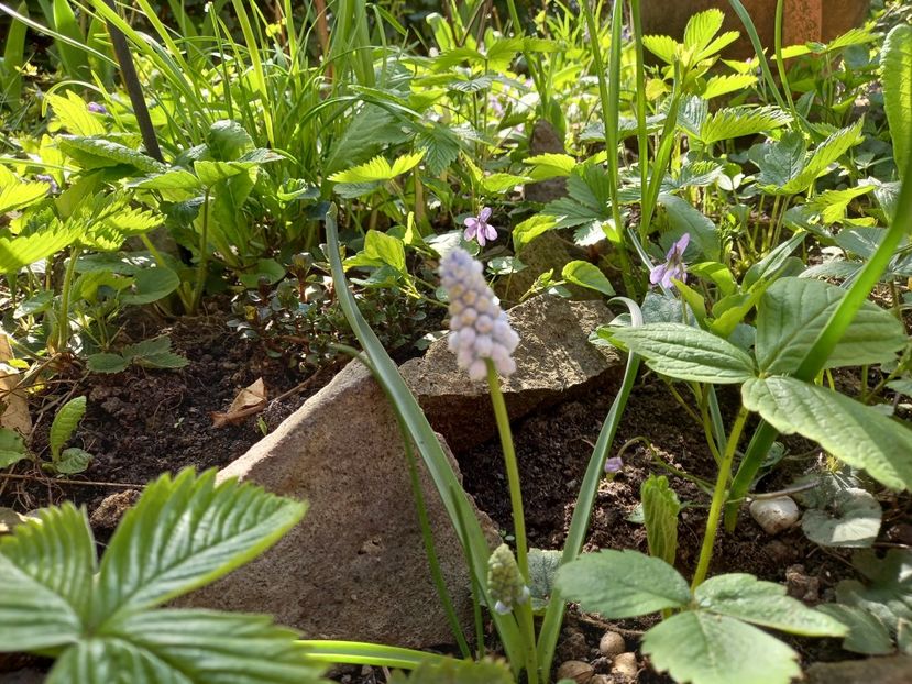  - Grădina 2021 continuare 1