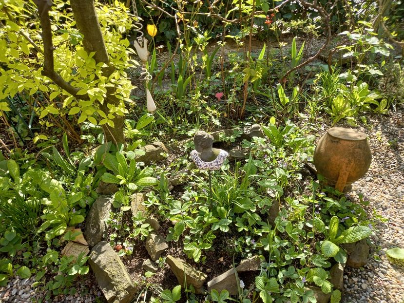  - Grădina 2021 continuare 1