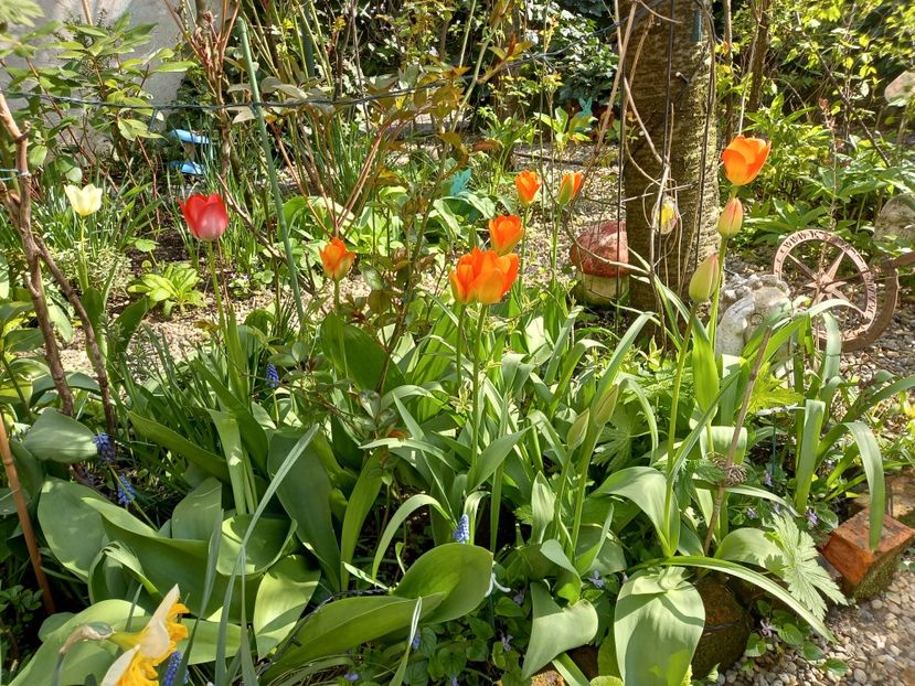  - Grădina 2021 continuare 1