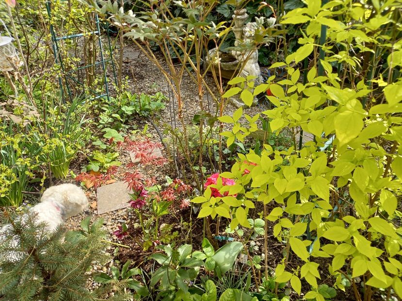  - Grădina 2021 continuare 1