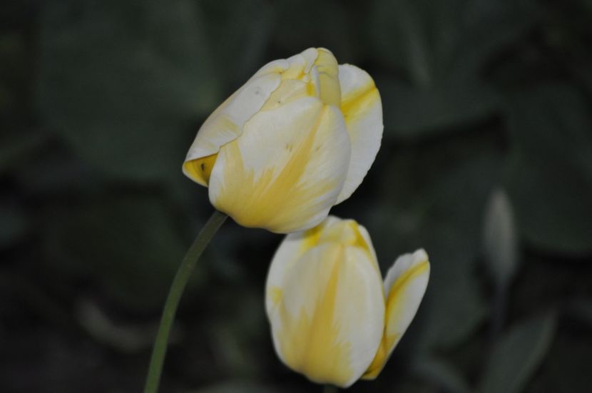 _DSC0260 - PRIMAVARA 2021