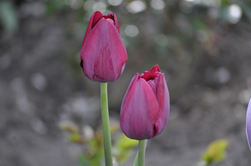 _DSC0617 - PRIMAVARA 2021_1