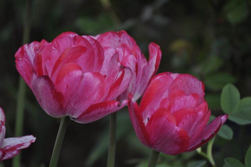 _DSC0620 - PRIMAVARA 2021_1