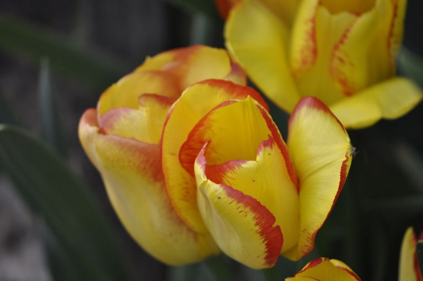 _DSC0632 - PRIMAVARA 2021_1