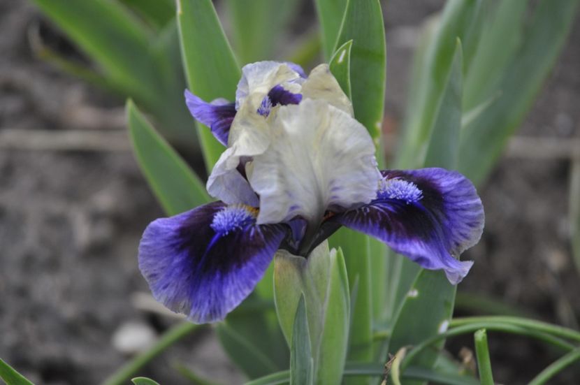 _DSC0633 - PRIMAVARA 2021_1