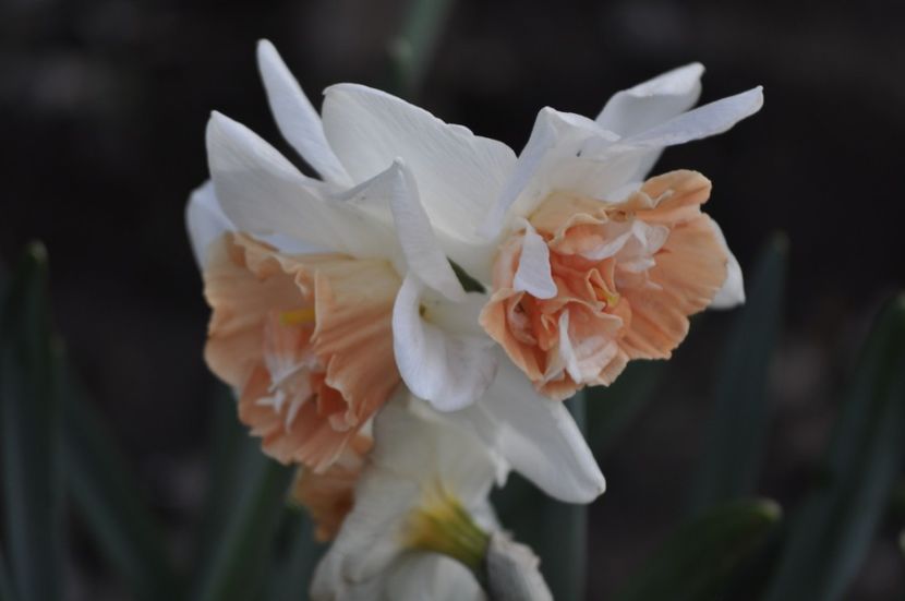 _DSC0639 - PRIMAVARA 2021_1