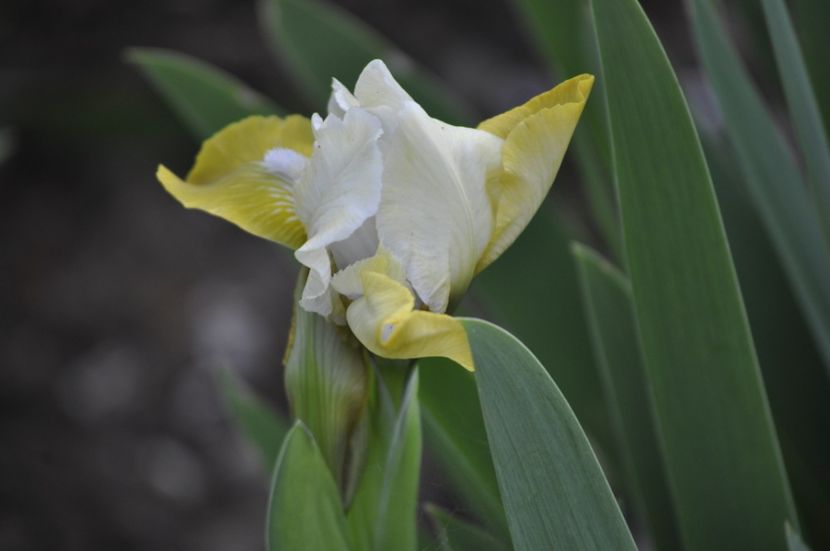 _DSC0640 - PRIMAVARA 2021_1