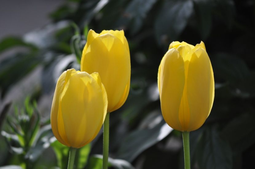 _DSC0644 - PRIMAVARA 2021_1