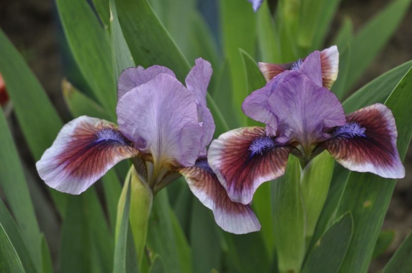 _DSC0649 - PRIMAVARA 2021_1