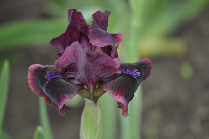 _DSC0653 - PRIMAVARA 2021_1