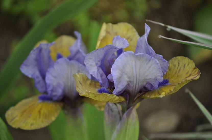 _DSC0655 - PRIMAVARA 2021_1