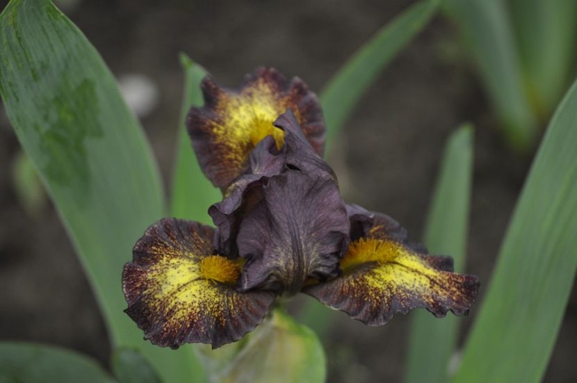 _DSC0656 - PRIMAVARA 2021_1