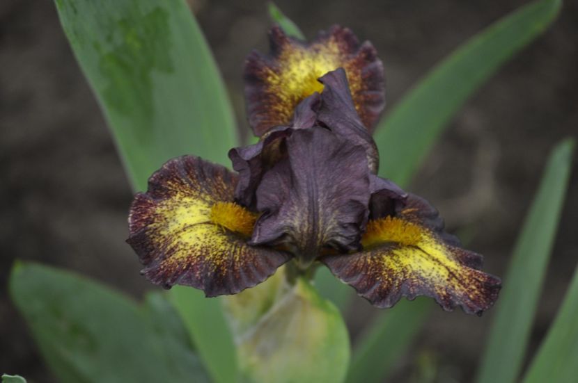 _DSC0658 - PRIMAVARA 2021_1