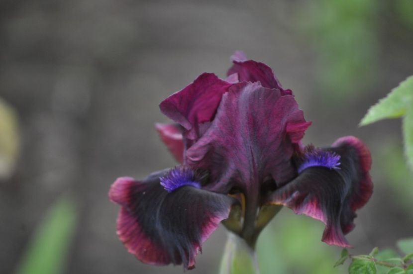 _DSC0660 - PRIMAVARA 2021_1