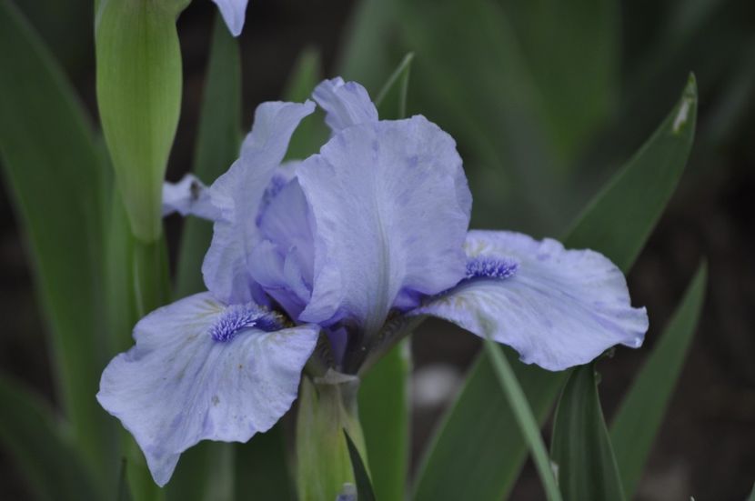 _DSC0662 - PRIMAVARA 2021_1