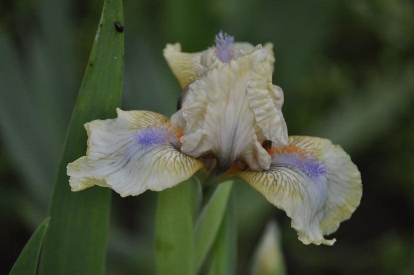 _DSC0665 - PRIMAVARA 2021_1