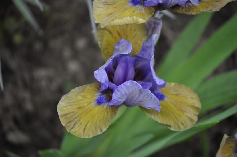 _DSC0667 - PRIMAVARA 2021_1