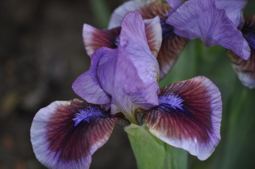 _DSC0670 - PRIMAVARA 2021_1