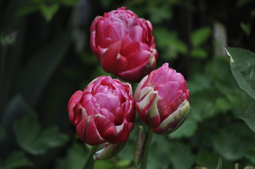 _DSC0673 - PRIMAVARA 2021_1