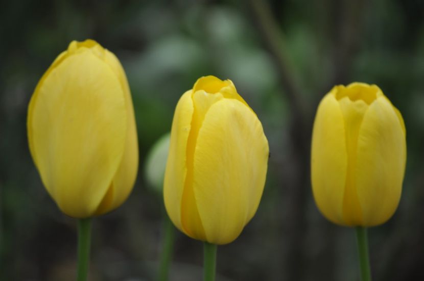 _DSC0675 - PRIMAVARA 2021_1