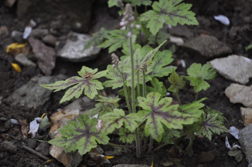 _DSC0683 - PRIMAVARA 2021_1