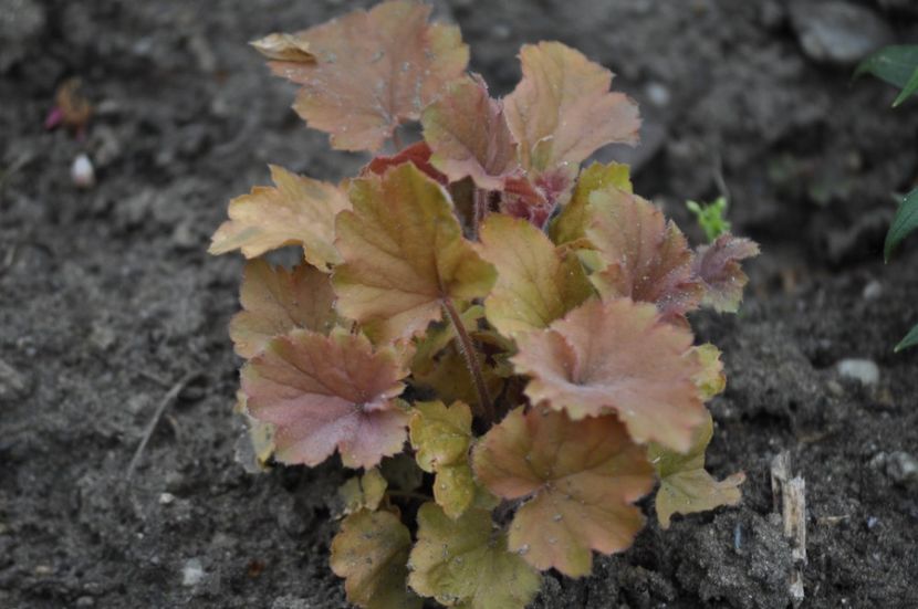 _DSC0692 - PRIMAVARA 2021_1