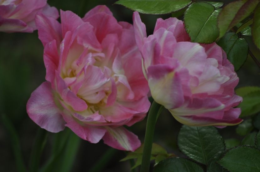 _DSC0696 - PRIMAVARA 2021_1