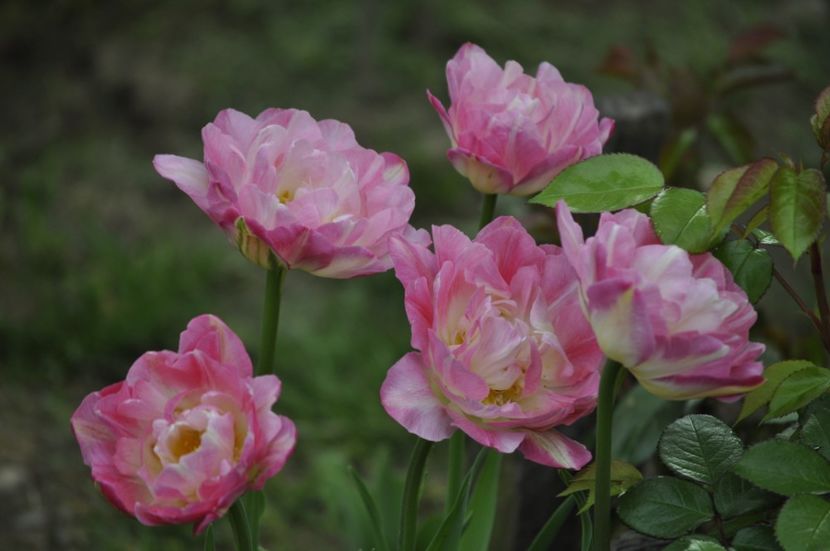 _DSC0697 - PRIMAVARA 2021_1