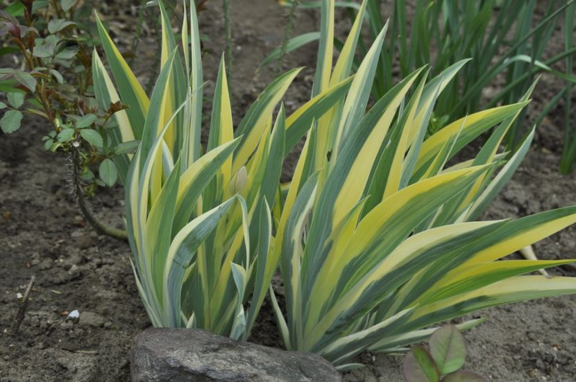 _DSC0698 - PRIMAVARA 2021_1