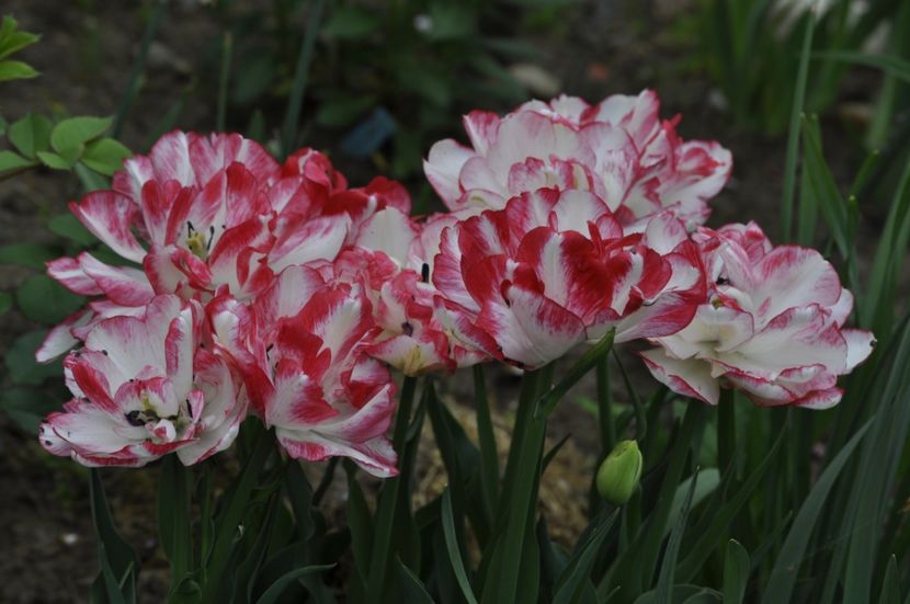 _DSC0699 - PRIMAVARA 2021_1