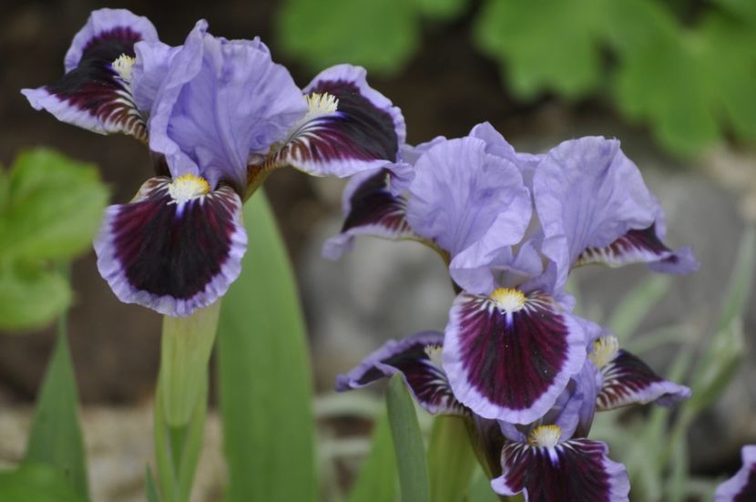 _DSC0701 - PRIMAVARA 2021_1