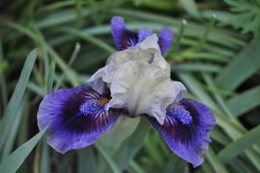 _DSC0717 - PRIMAVARA 2021_1