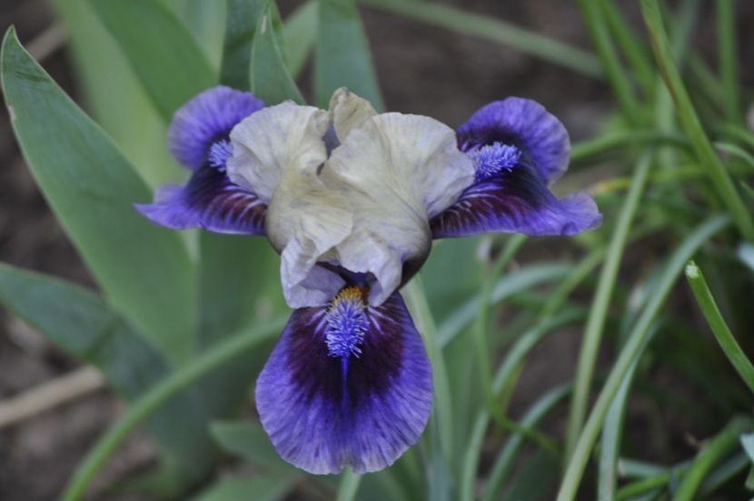 _DSC0718 - PRIMAVARA 2021_1